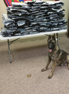 Deputy Able with his 151 pound marijuana bust.